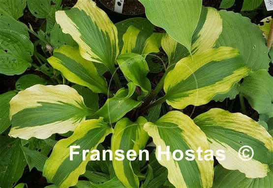 Hosta Monkey Business - Fransen Hostas